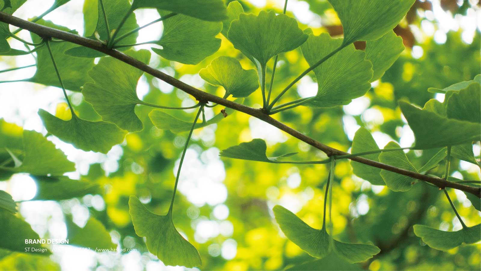 1627366764462259.jpg 1623109536859330.jpg